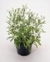 Seminte profesionale  Leontopodium alpinum - Floare de Colt - imagine 49470